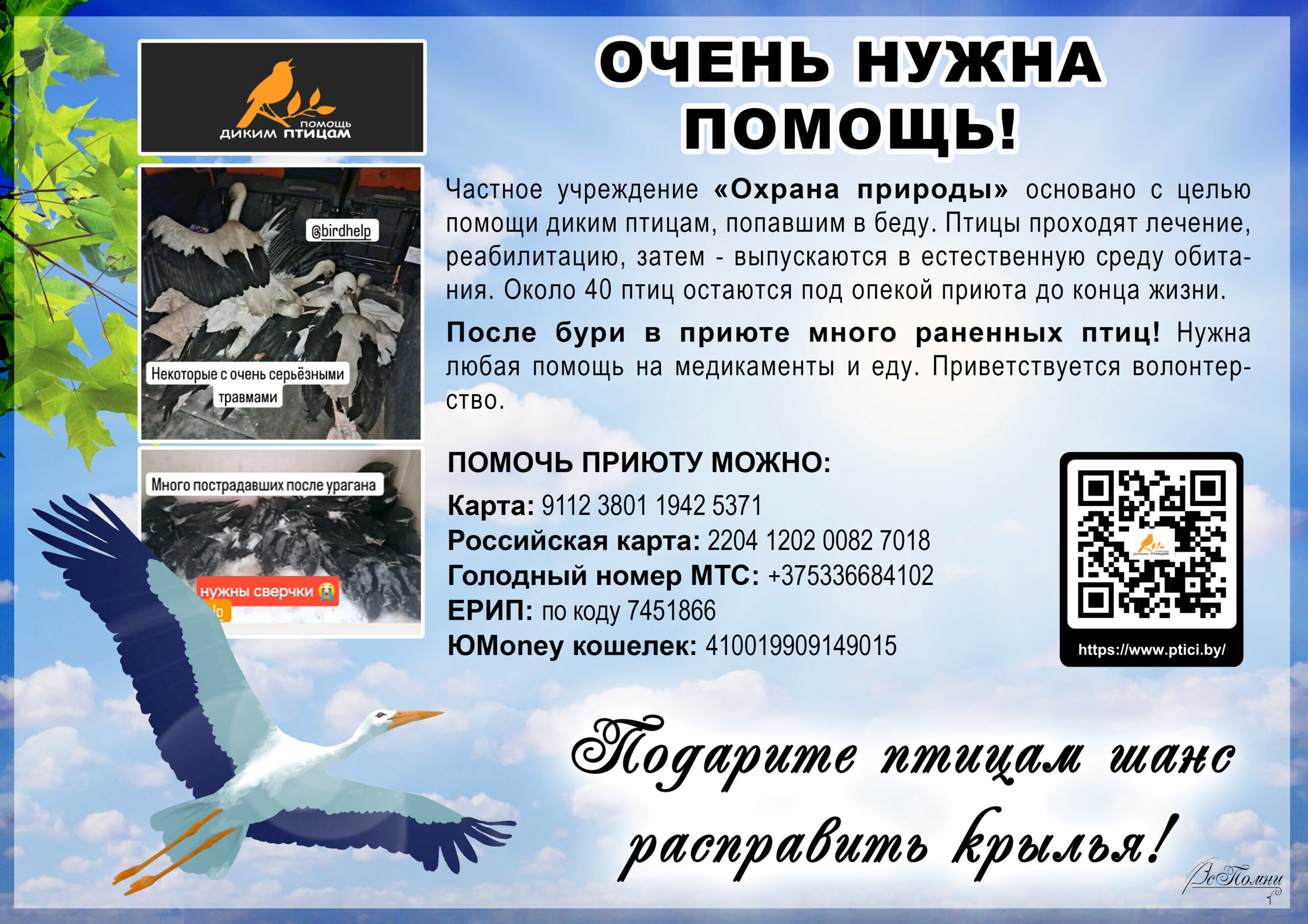 Шанс расправить крылья