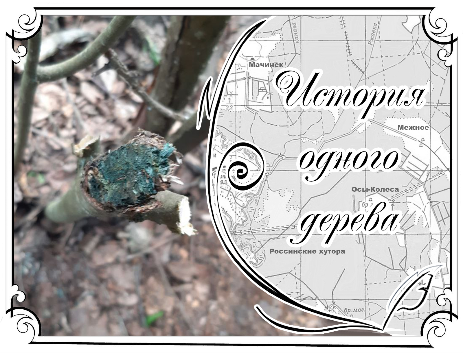 Из истории одного дерева